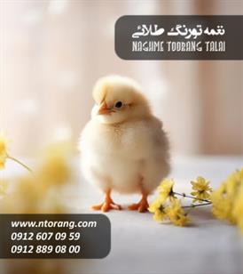 فروش و عرضه جوجه گوشتی مهگل